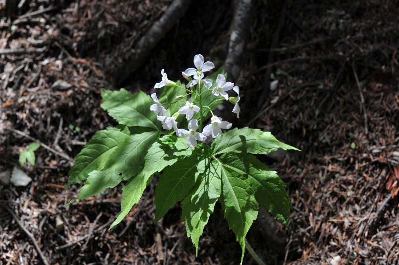 Cardamine pentaphyllos.jpeg