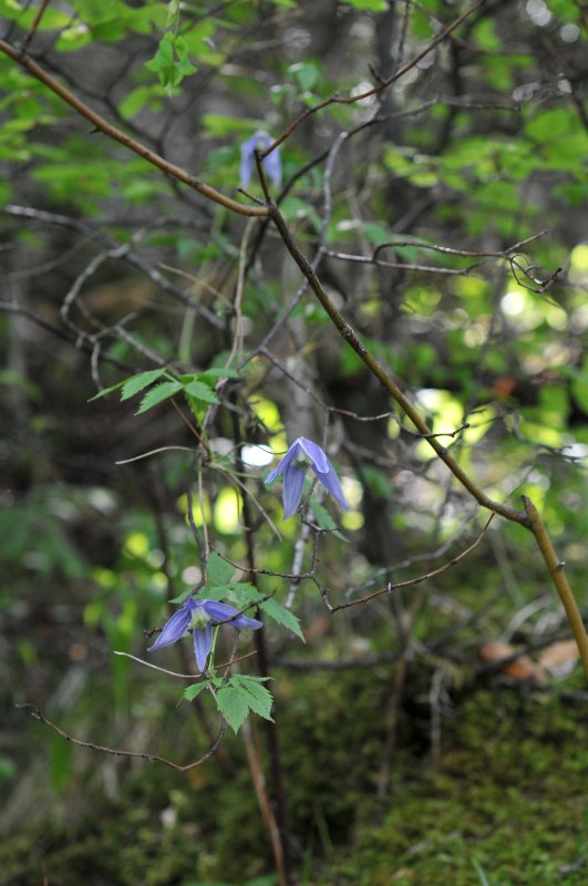 Clematis alpina.jpeg