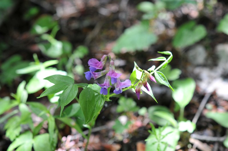 Lathyrus vernus.jpeg