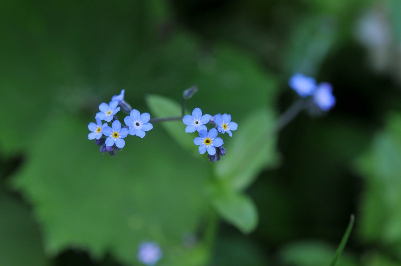 Myosotis decumbens.jpeg
