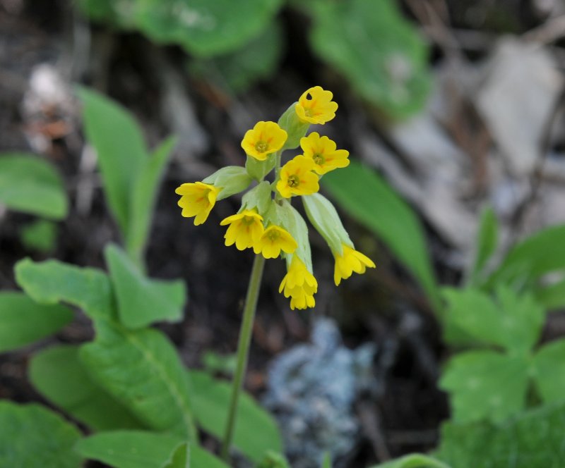 Primula veris.jpeg