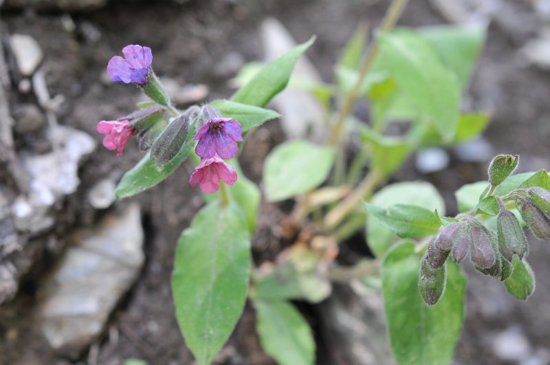 Pulmonaria longifolia.jpeg