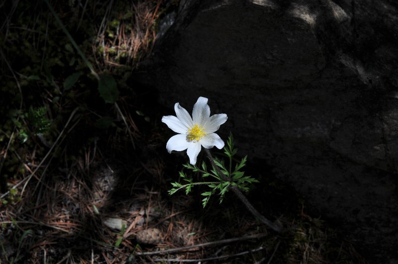 Pulsatilla alpina ssp. alpina.jpeg