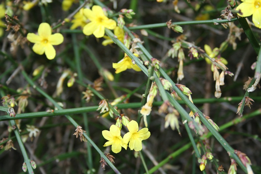 Fleur 04.jpg