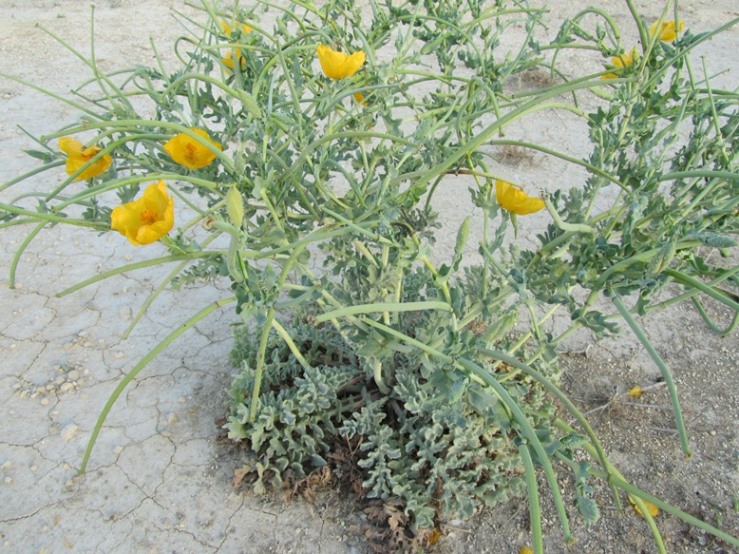 Ranunculus sp (7) f.jpg