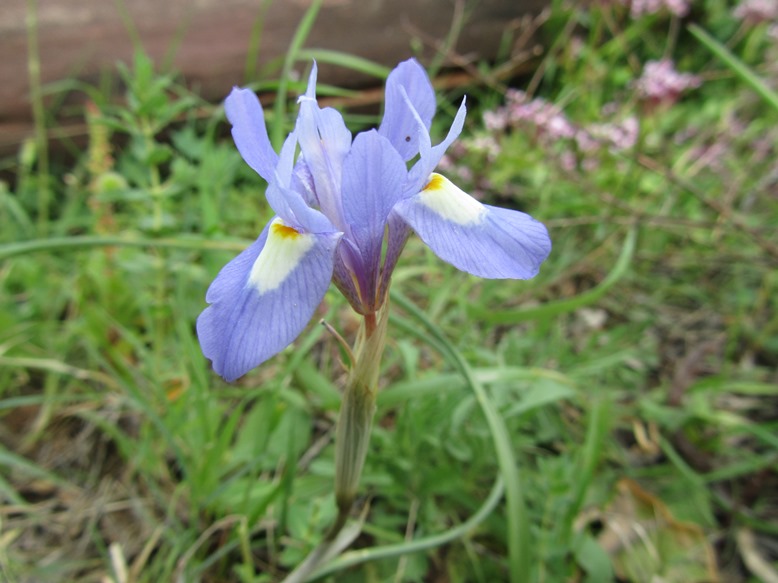 Gynandriris sisyrinchium - vraag (4) f.jpg