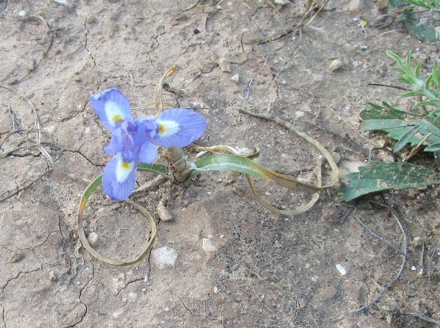 Gynandriris sisyrinchium - vraag (6) f.jpg