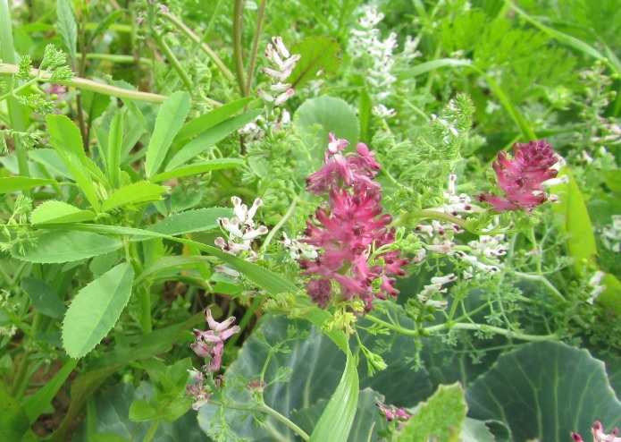 Fumaria officinalisb  fo.jpg