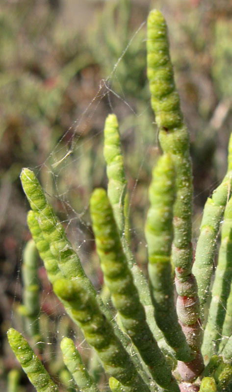 Salicorne sp - Djerba red1.jpg