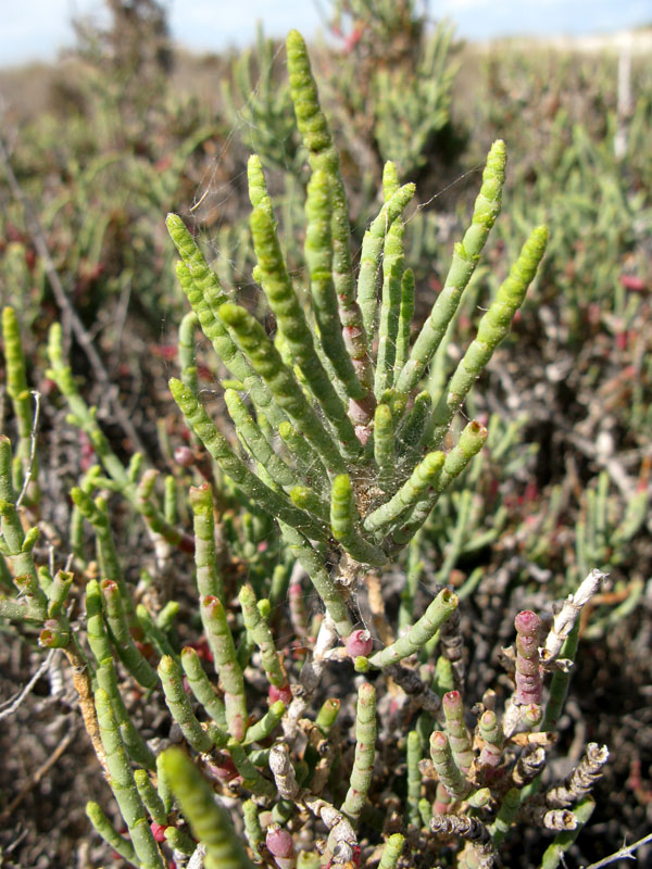 Salicorne sp - Djerba red2.jpg