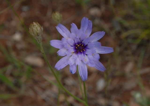 Catananche caerulea