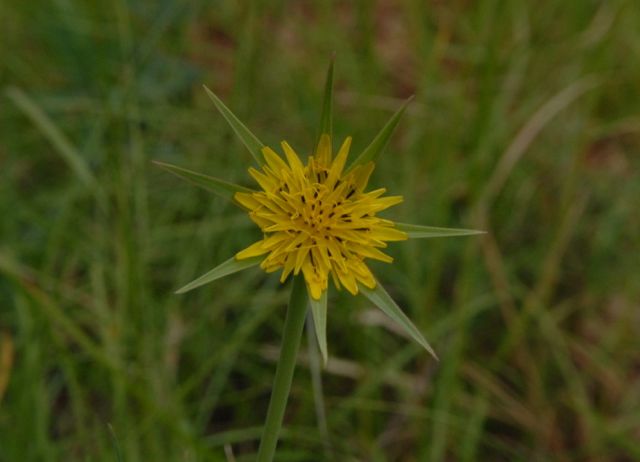 Salsifis des prés = Tragopogon dubius ou Tragopogon pratensis subsp minor ??