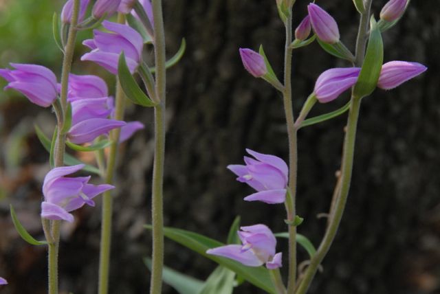 Cephalanthera rubra