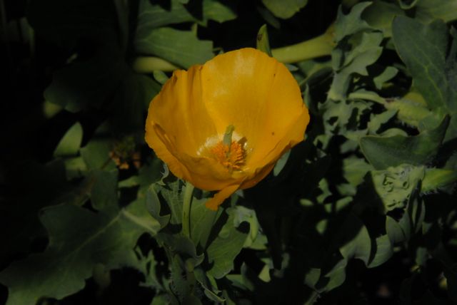 Pavot cornu = Glaucium flavum