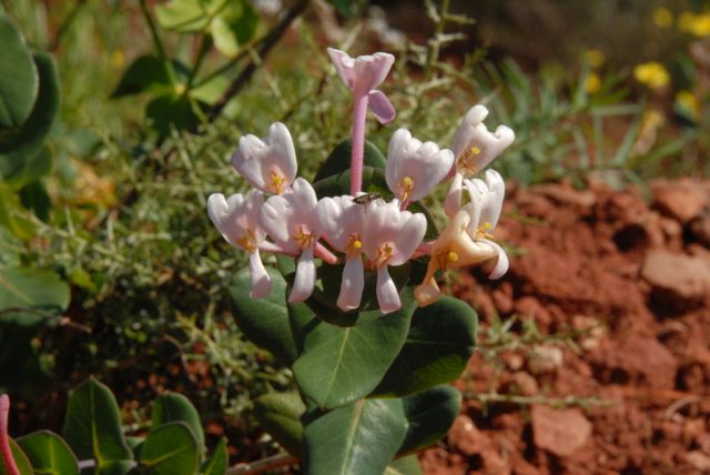 Chèvrefeuille entrelaçé  =  Lonicera implexa