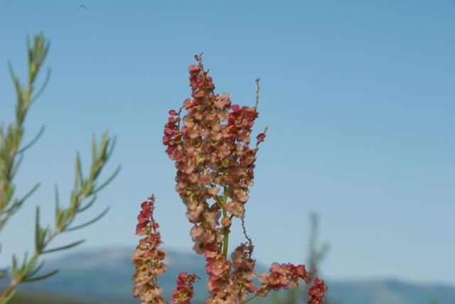 Rumex intermedius