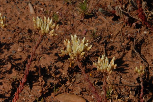 Sedum anopetalum