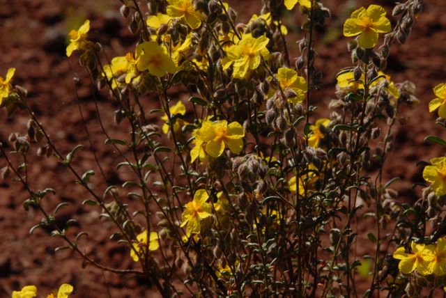 Helianthemum oelandicum subsp. pourreti