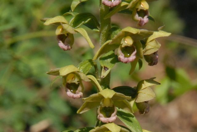Epipactis de Tremols ( Epipactis helleborine subsp. tremolsi )