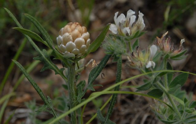 Leuzée conifère accompagnée de la Bonjeanie hérissée (Dorycnium hirsutum )