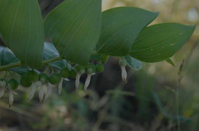 Sceau de Salomon = Polygonatum odoratum