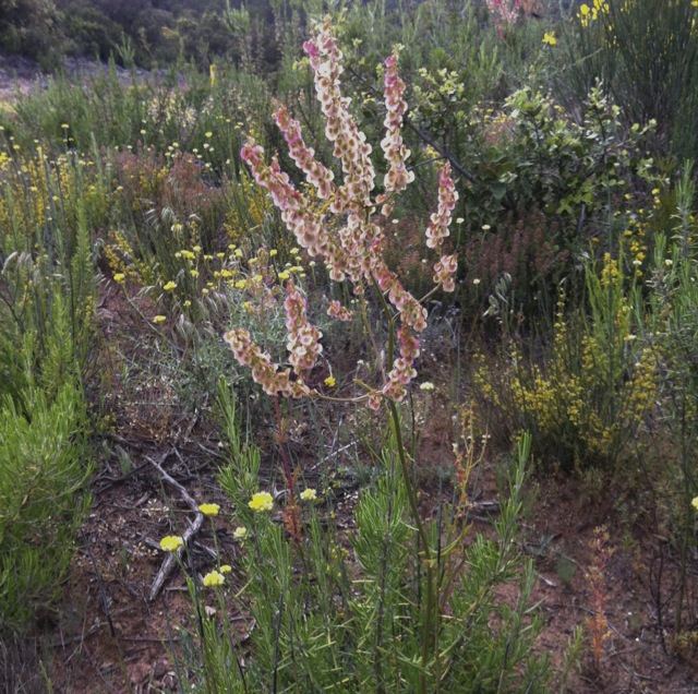 Rumex intermedius