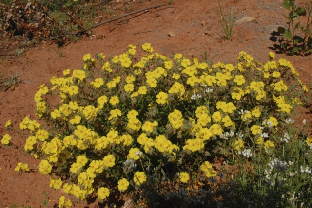 Helianthemum ???