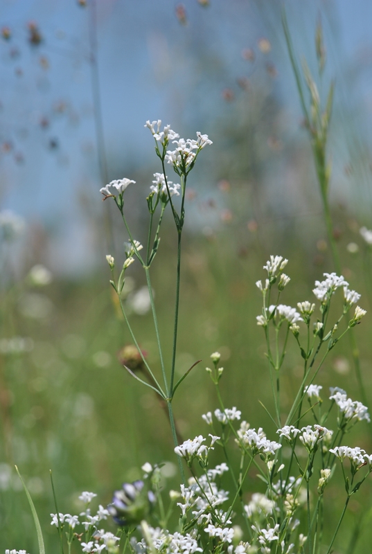 Asperula tinctoria L..JPG