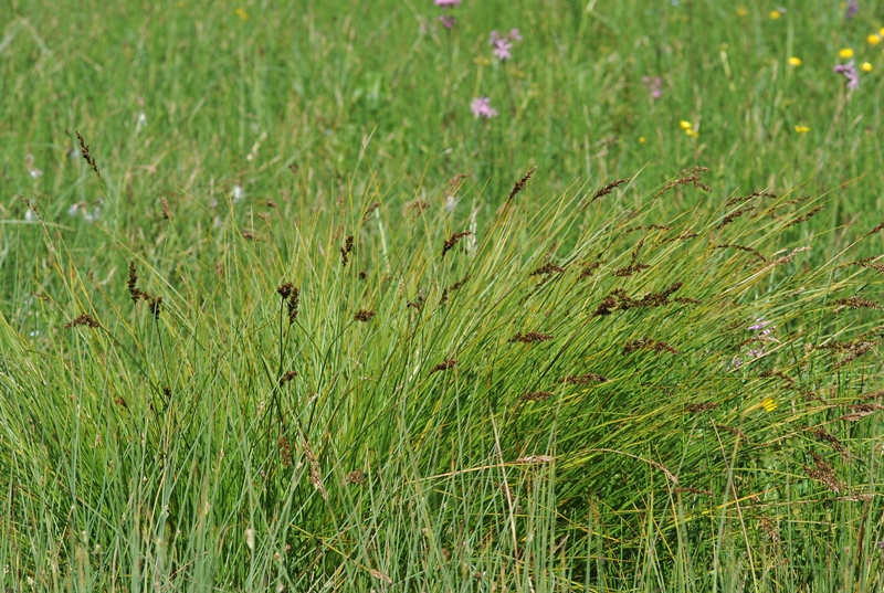 Carex appropinquata Schumach..JPG