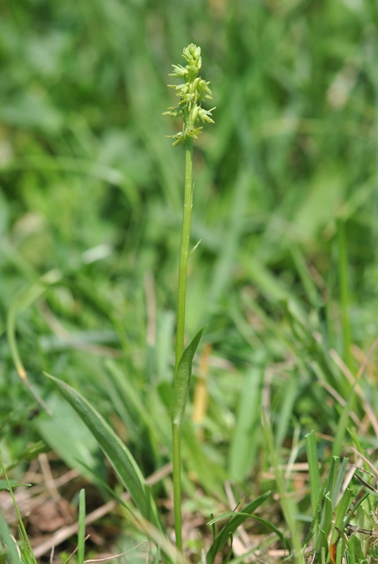 Herminium monorchis (L.) R.Br..JPG