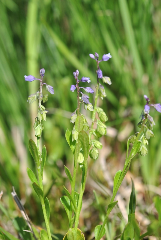 Polygala amarella Crantz.JPG