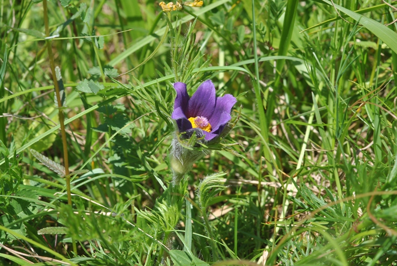 Pulsatilla vulgaris Mill..JPG