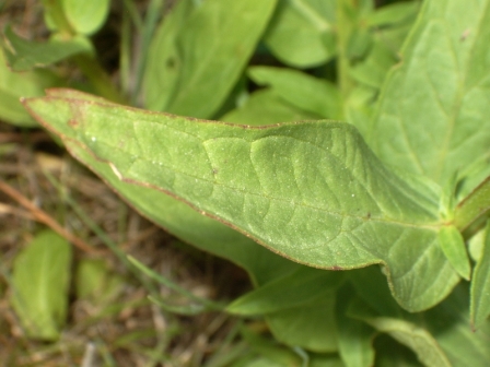 feuille
