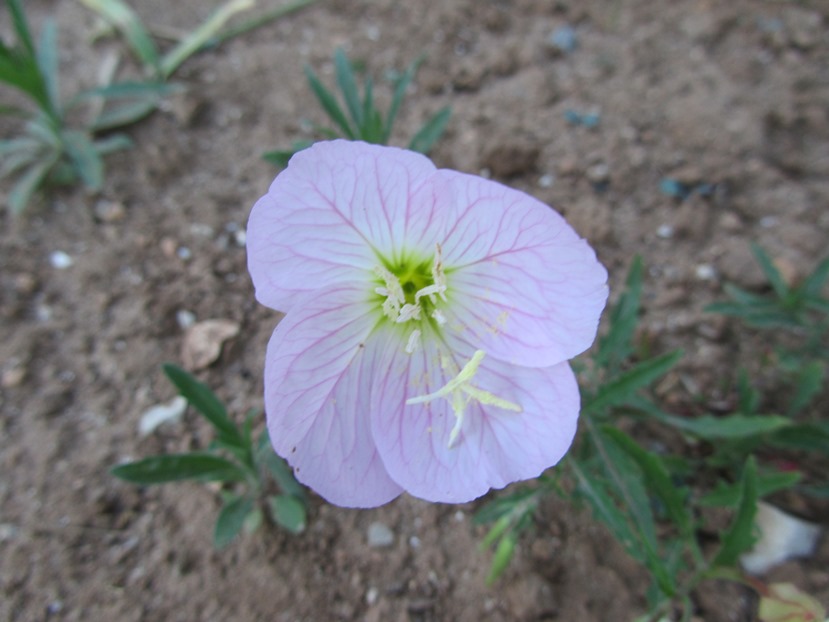 IMG_2013 f.jpg