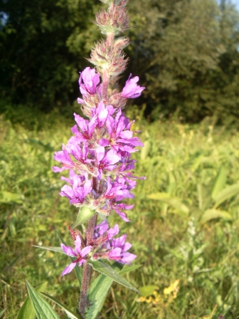 inflorescence