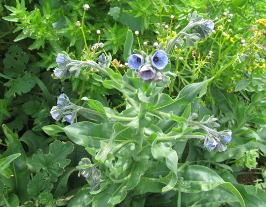 Cynoglossum creticum  f.jpg