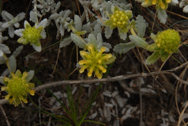 DSC_0019.jpg