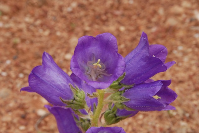 DSC_0029.jpg