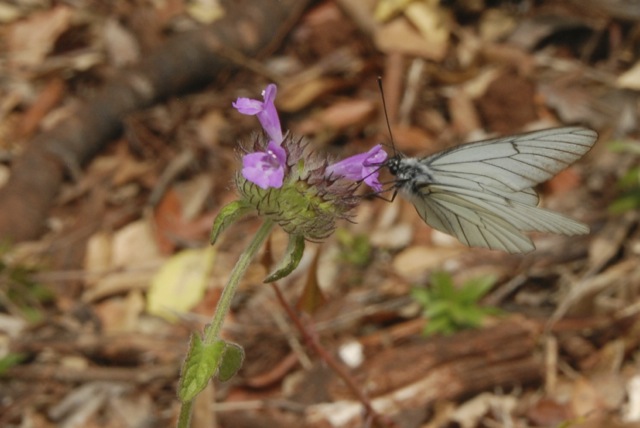 DSC_0064.jpg