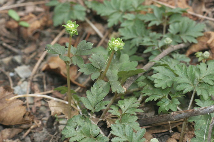 Adoxa moschatellina 1.jpg