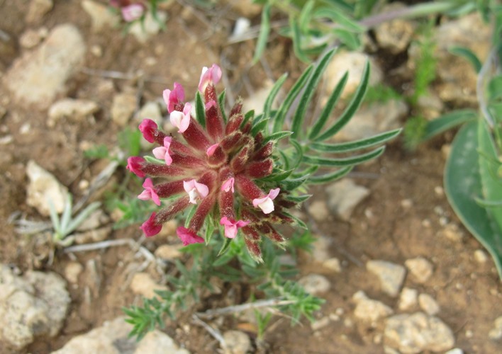 Anthyllis sp - vr  f.jpg