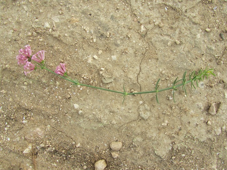 Asperula sp (3)  f.jpg