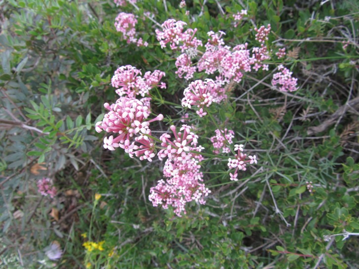 Asperula sp (4)  f.jpg