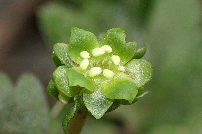 Adoxa moschatellina 2.jpg