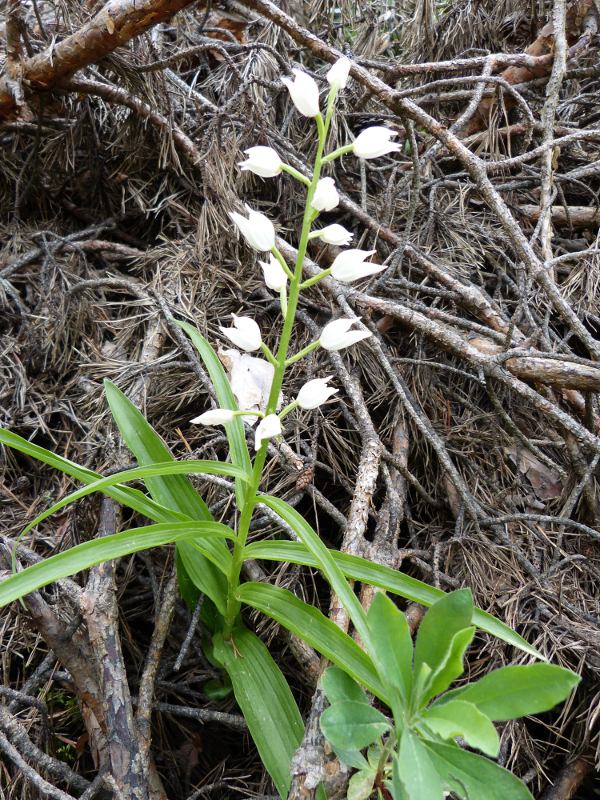 cephalanthera longifolia.jpg
