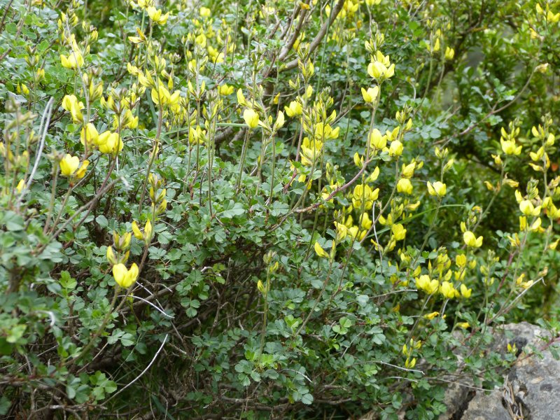 ononis aragonensis.jpg