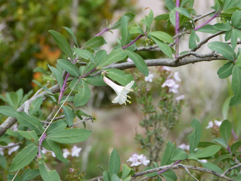 lonicera pyrenaica.jpg