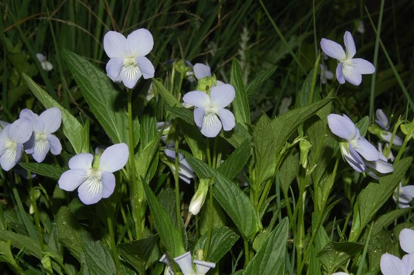 Viola canina ruppii6 [1600x1200].JPG