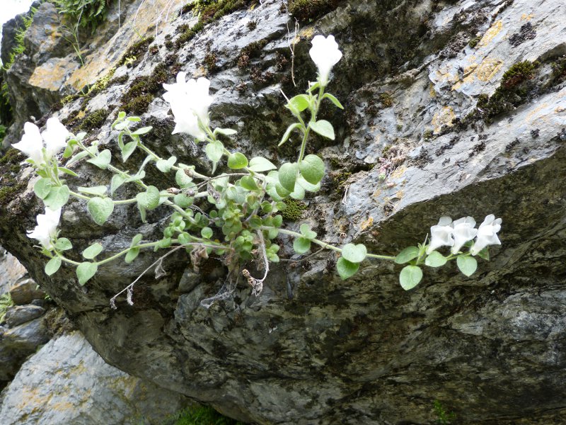 antirrhinum molle.jpg