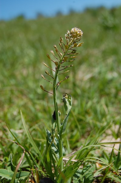 Noccaea brachypetala [1600x1200].JPG